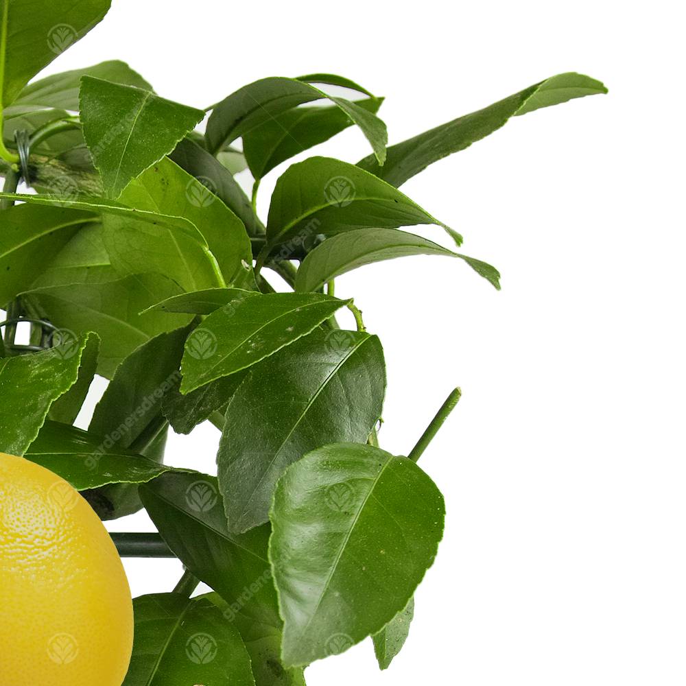 Gardenersdream - Combo Citronnier Et Oranger Agrumes Frais D’Intérieur En Pot 12 Cm - GardenersDream - Imagen 3
