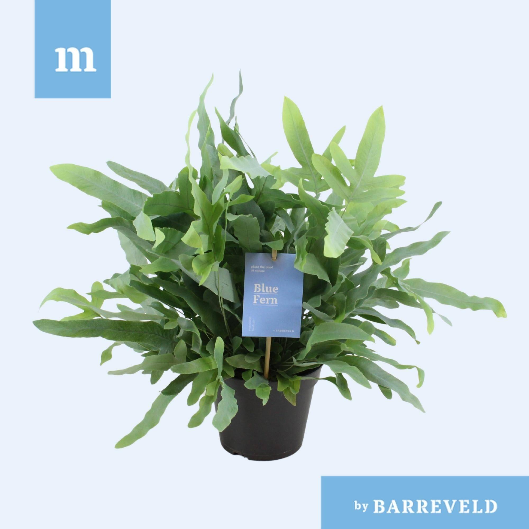La Green Touch - Phlebodium Bleu Fern - D14 H40cm