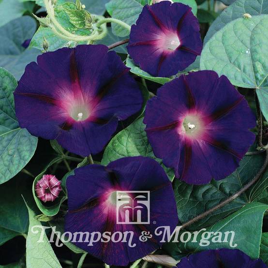 Graines d'Ipomée Star of Yelta - Ipomoea purpurea le sachet de 30 graines environ (1g)