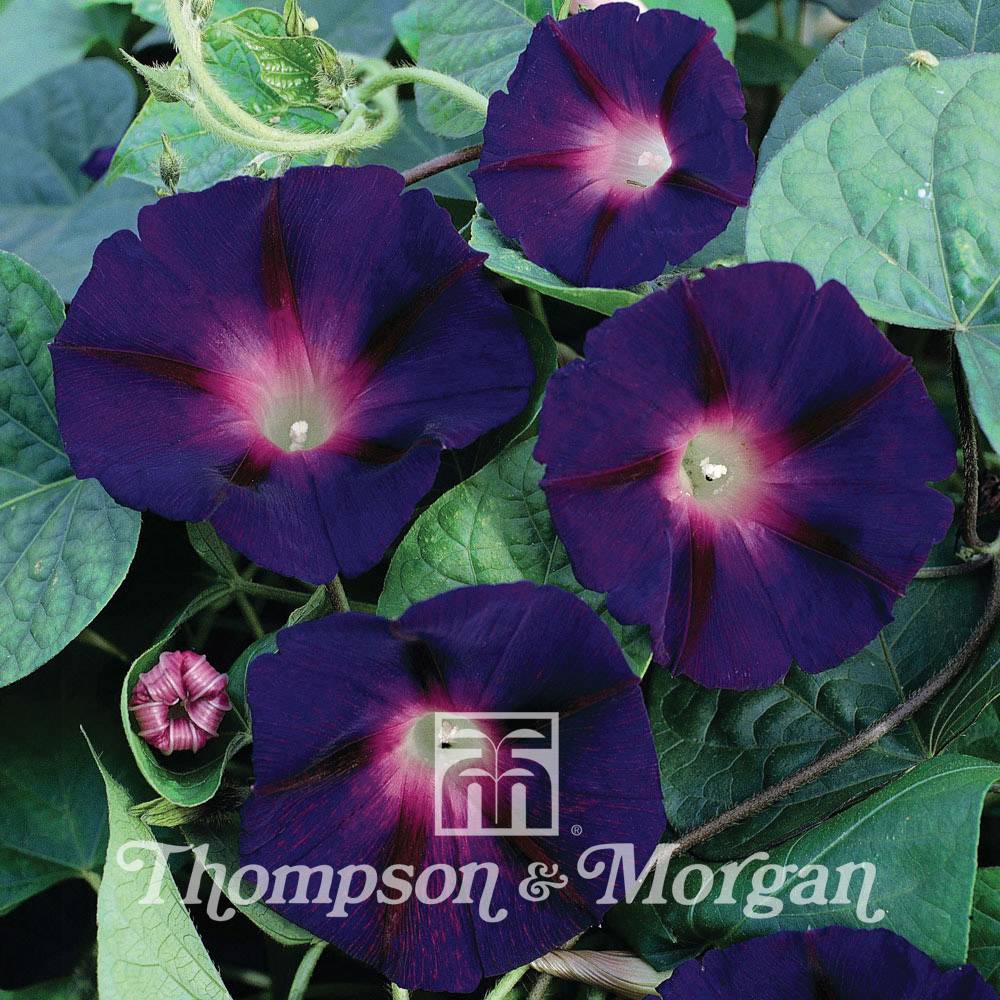 Graines d'Ipomée Star of Yelta - Ipomoea purpurea le sachet de 30 graines environ (1g)
