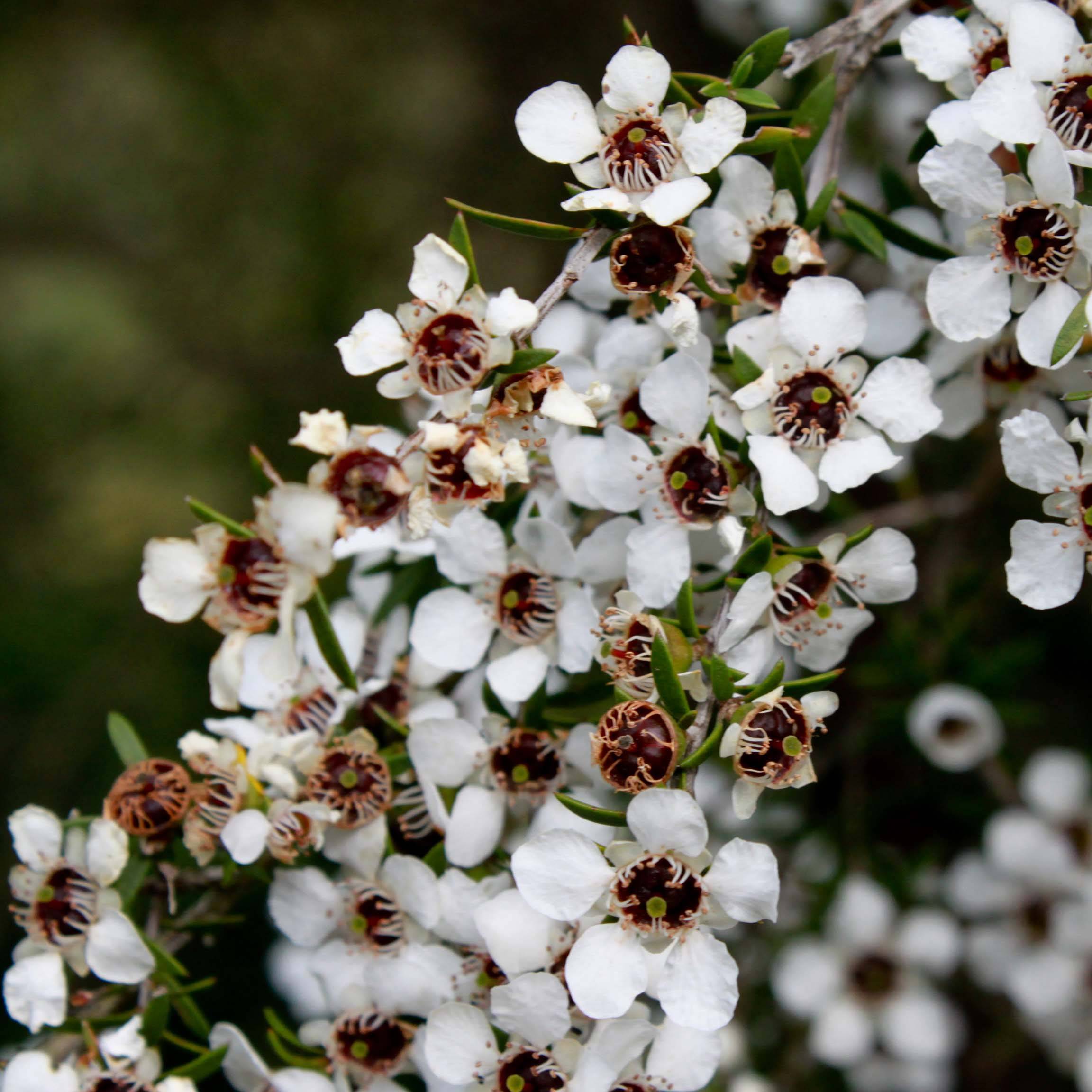 Promesse de Fleurs - Leptospermum scoparium Blanc Pot de 2L/3L - Image 1
