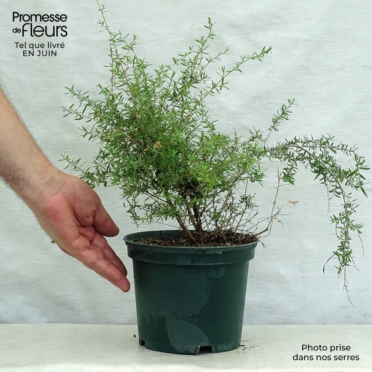 Promesse de Fleurs - Leptospermum scoparium Blanc Pot de 2L/3L - Image 2