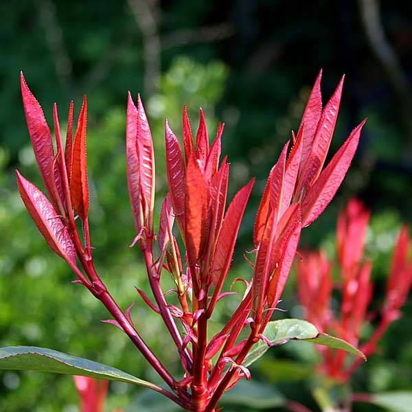 Photinia fraseri Red Robin Pot de 7,5L/10L