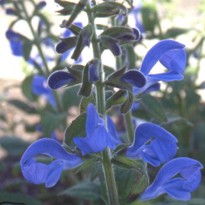 Sauge gentiane à fleurs Bleue/ - feuillage Caduc - Godet - 5/20 cm - Imagen 4
