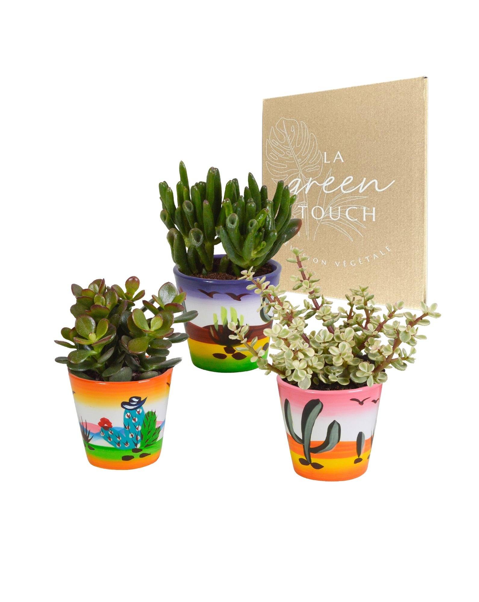 La Green Touch - Trio de Crassula et leurs caches-pots h18cm- La Green Touch - Imagen 1