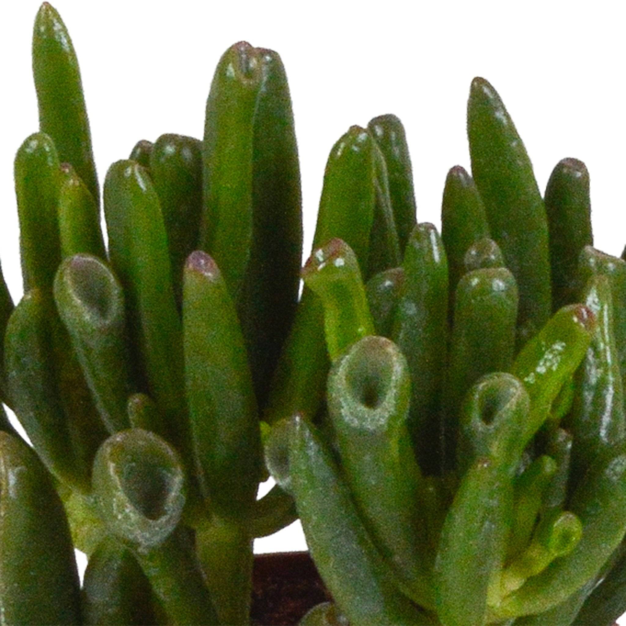 La Green Touch - Trio de Crassula et leurs caches-pots h18cm- La Green Touch - Imagen 5