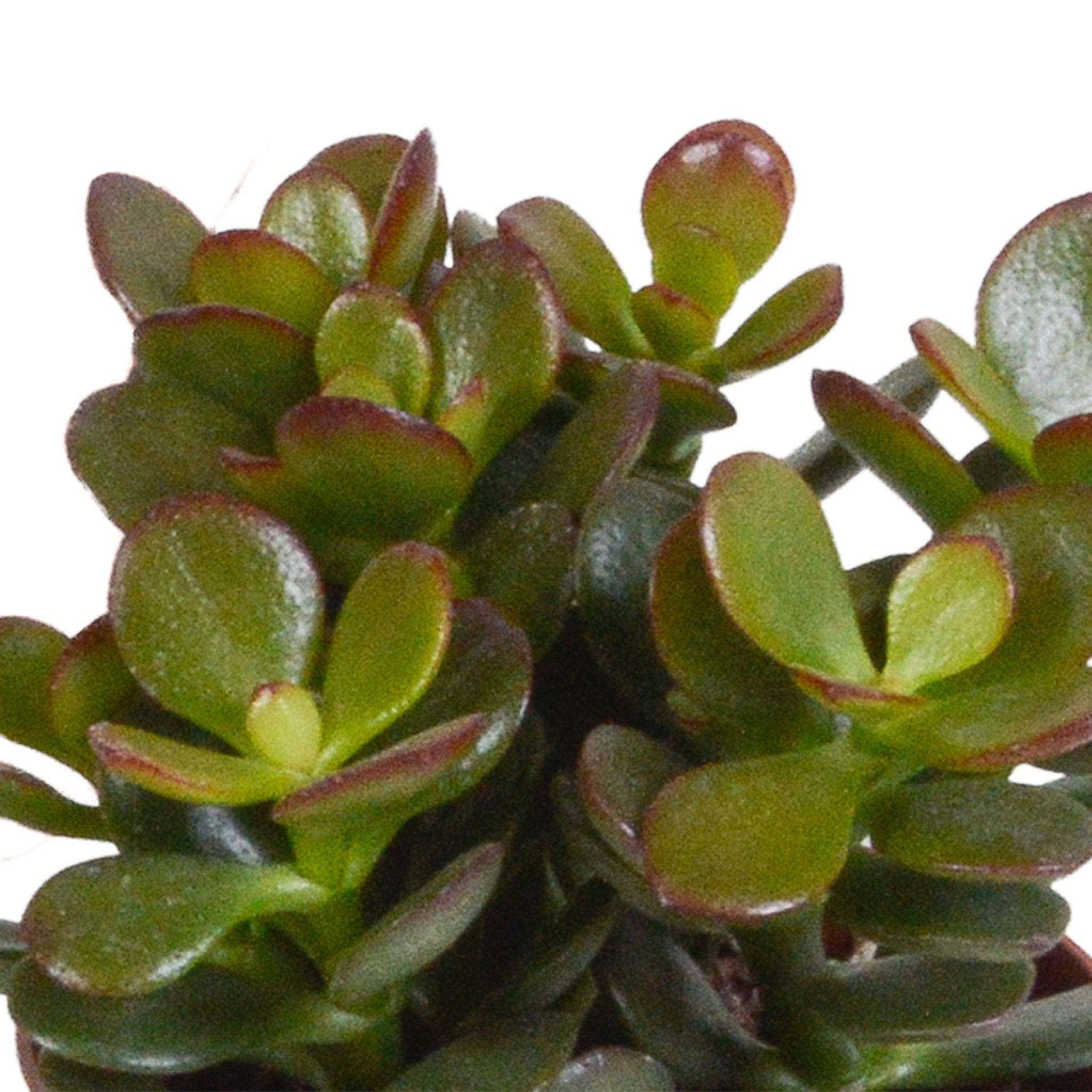 La Green Touch - Trio de Crassula et leurs caches-pots h18cm- La Green Touch - Imagen 3
