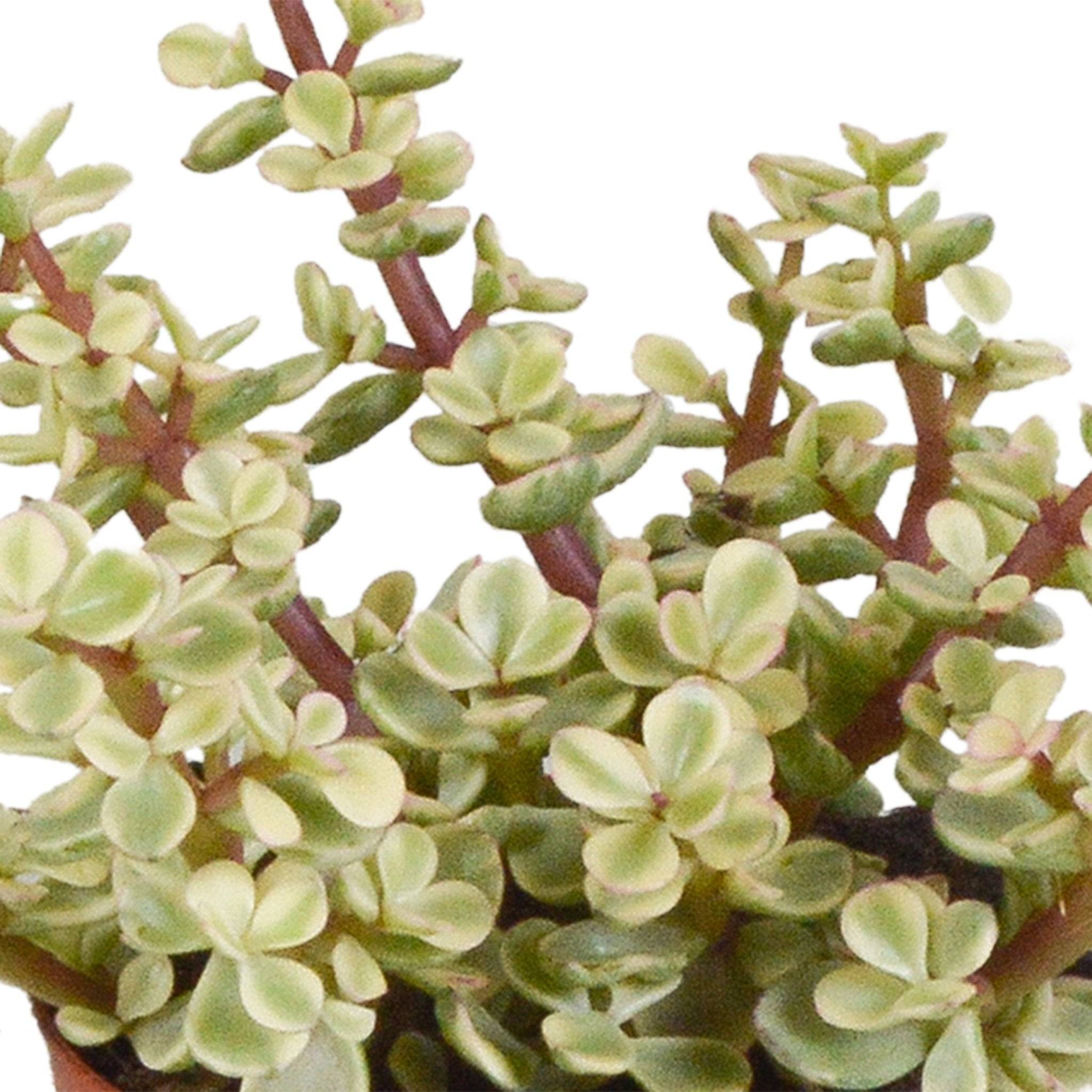 La Green Touch - Trio de Crassula et leurs caches-pots h18cm- La Green Touch - Imagen 4