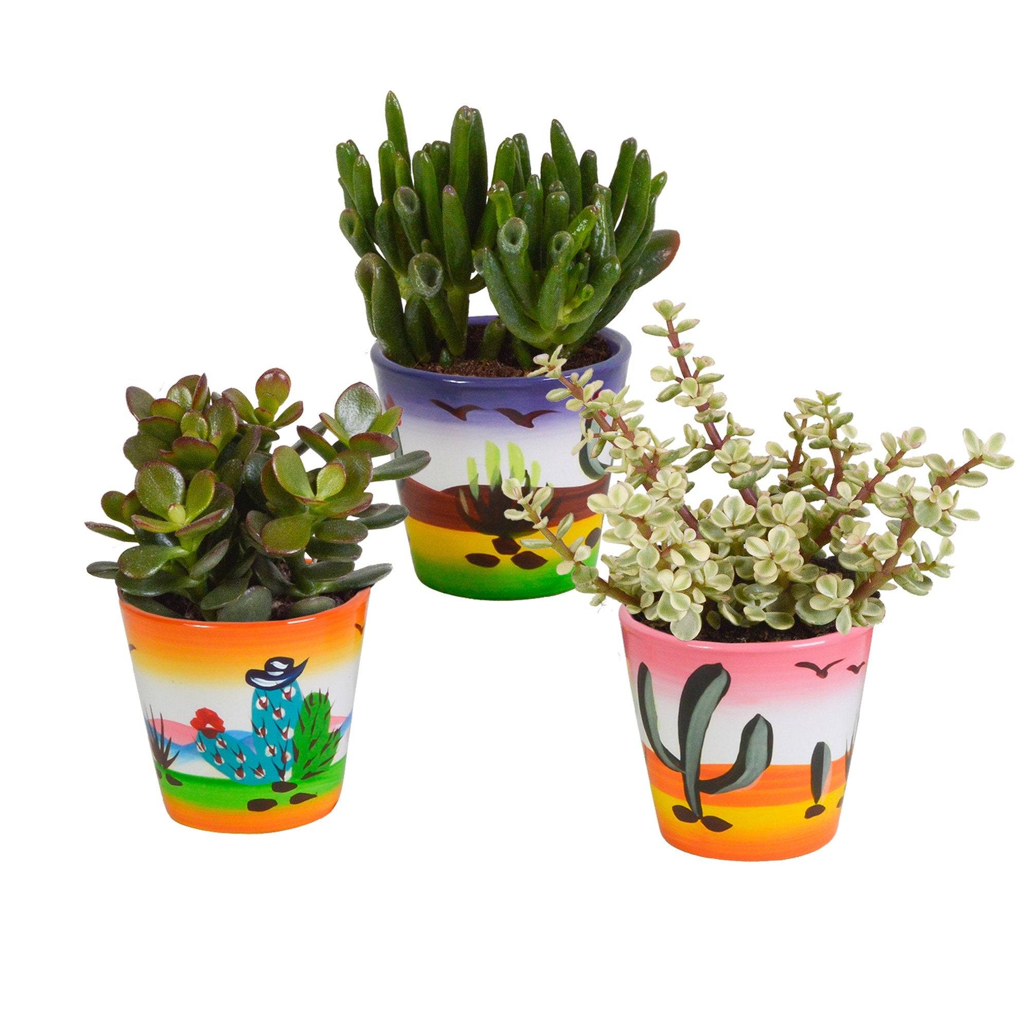 La Green Touch - Trio de Crassula et leurs caches-pots h18cm- La Green Touch - Imagen 2
