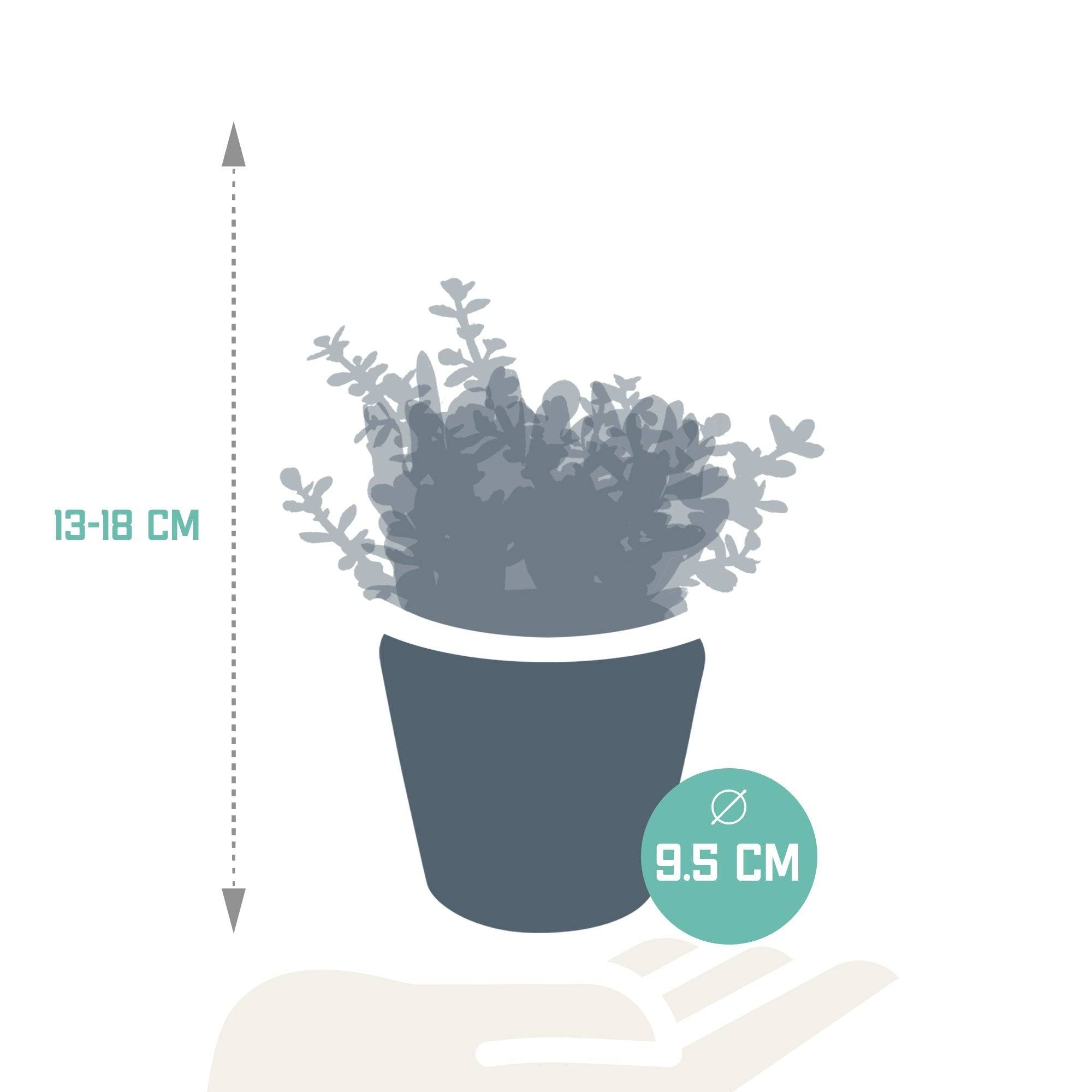 La Green Touch - Trio de Crassula et leurs caches-pots h18cm- La Green Touch - Imagen 6