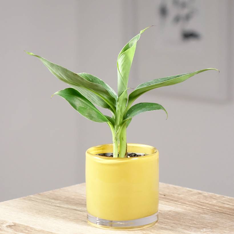 Musa acuminata - Bananier Mini-plante