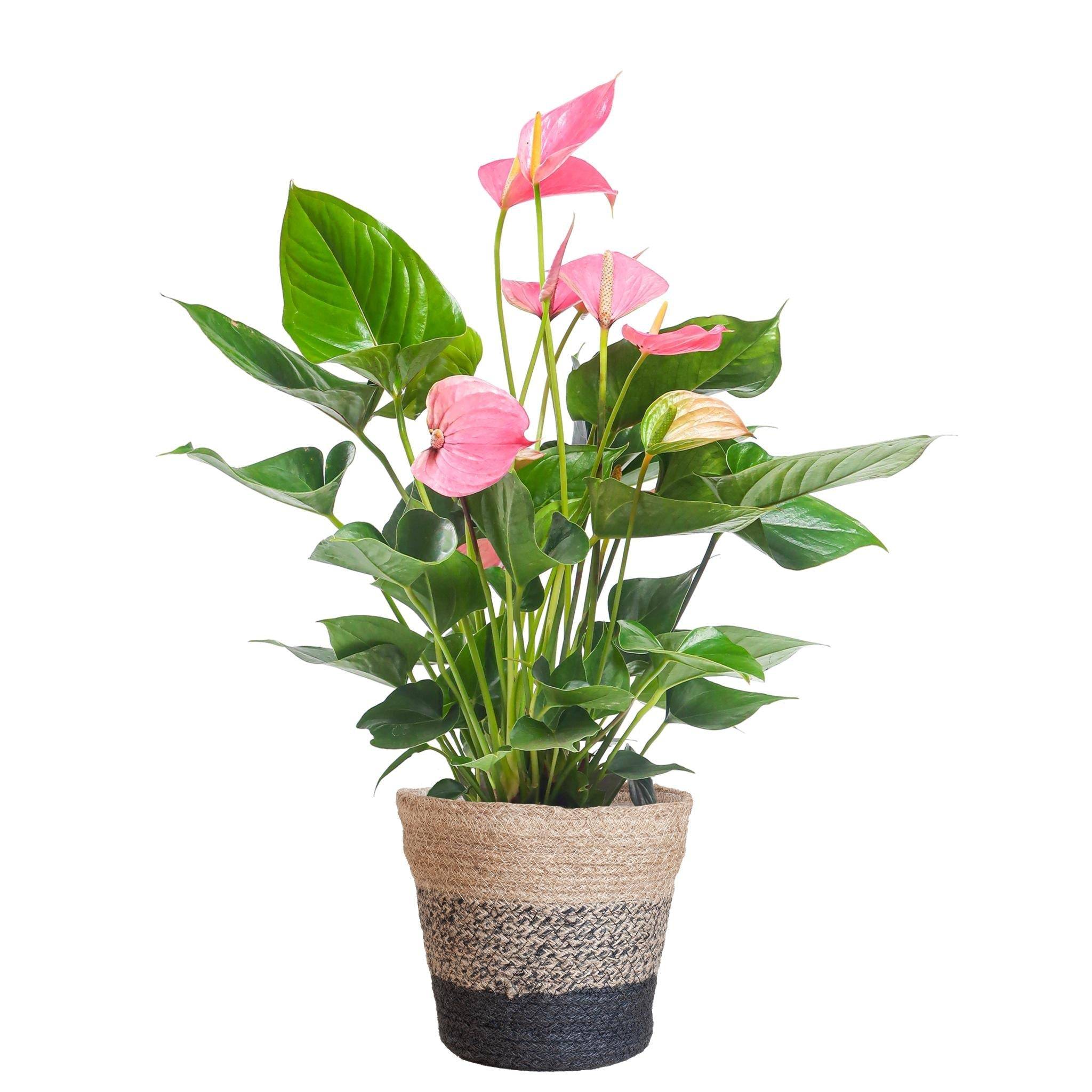 La Green Touch - Anthurium Rose et son pot- La Green Touch Panier Multicolor - Hauteur 55cm
