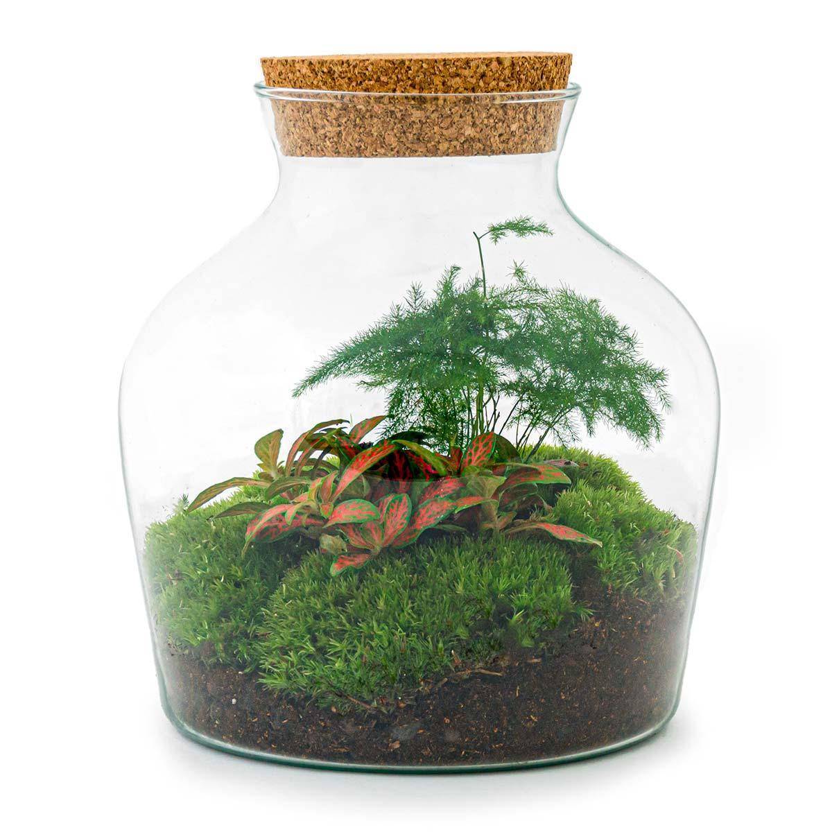 Diy Terrarium - D21 - Image 3