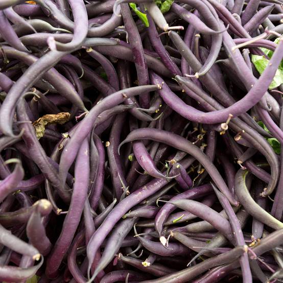Haricot nain mangetout Amethyst le sachet de 225 graines environ (90g)