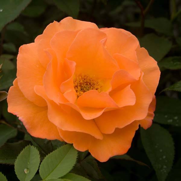 Rosier grimpant Orange Climber Pot de 4L/5L