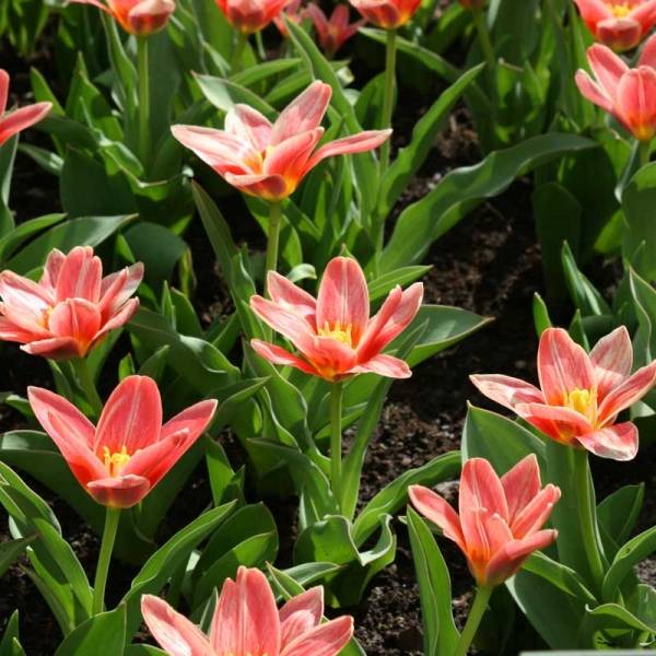Promesse de Fleurs - Tulipe botanique kaufmanniana Fashion Bulbe calibre 10/12 (par 10)