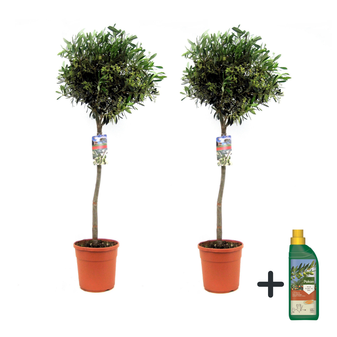 Olivier - Set de 2 - Olea europaea - Hauteur 90-100cm - ⌀21cm - Image 1