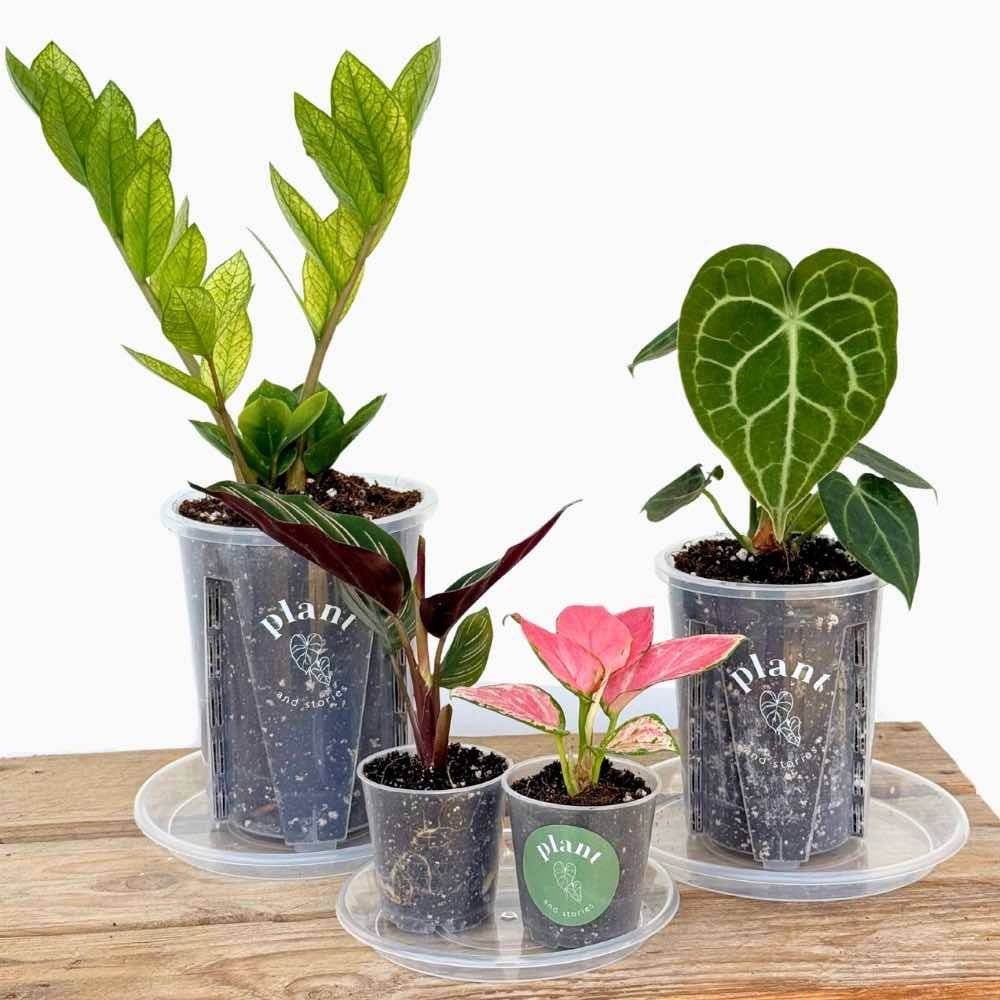 Pack de 50 Soucoupes transparentes pour plantes - Soucoupes rigides - Coupelles pour plantes - Image 2