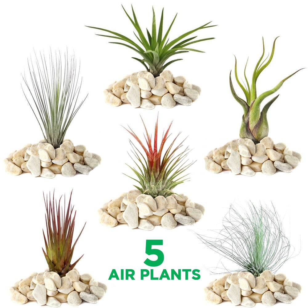 Gardenersdream - Mélange Réel De 5 Plantes Tillandsia Gardenersdream - 5 Pièces De Tillandsia Air - Plantes De Terrarium - Plantes Décoratives - GardenersDream - Imagen 1
