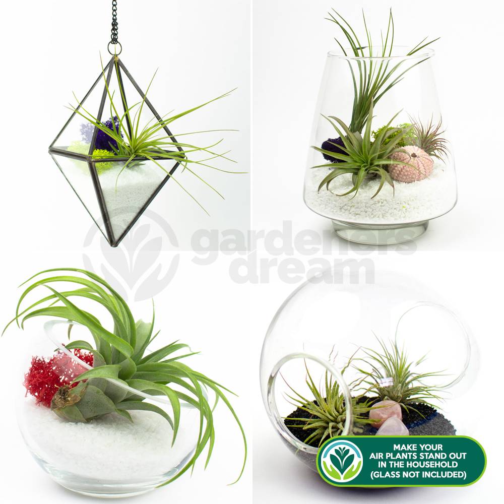 Gardenersdream - Mélange Réel De 5 Plantes Tillandsia Gardenersdream - 5 Pièces De Tillandsia Air - Plantes De Terrarium - Plantes Décoratives - GardenersDream - Imagen 2
