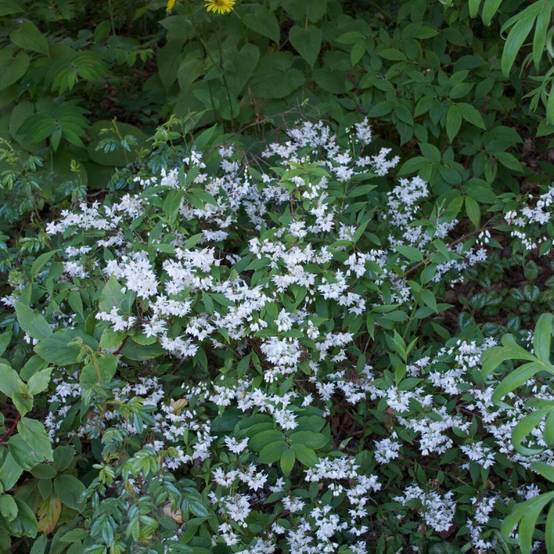 Deutzie Nikko, Deutzia à fleurs Blanche - feuillage Caduc - Pot de 1,5L - 10/20 cm- hauteur à maturité De 1,00 m à 1,50 m - Image 3