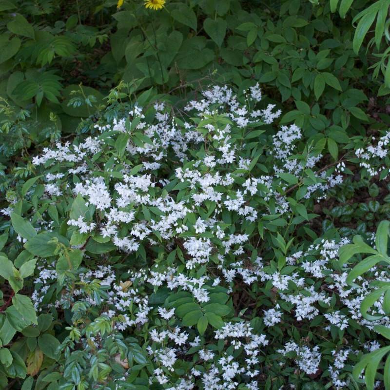 Deutzie Nikko, Deutzia à fleurs Blanche - feuillage Caduc - Pot de 1,5L - 10/20 cm-  hauteur à maturité De 1,00 m à 1,50 m - Image 3