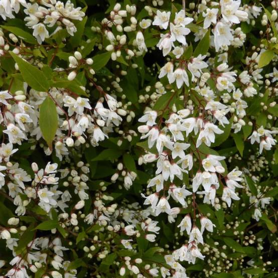 Deutzie Nikko, Deutzia à fleurs Blanche - feuillage Caduc - Pot de 1,5L - 10/20 cm- hauteur à maturité De 1,00 m à 1,50 m - Image 5