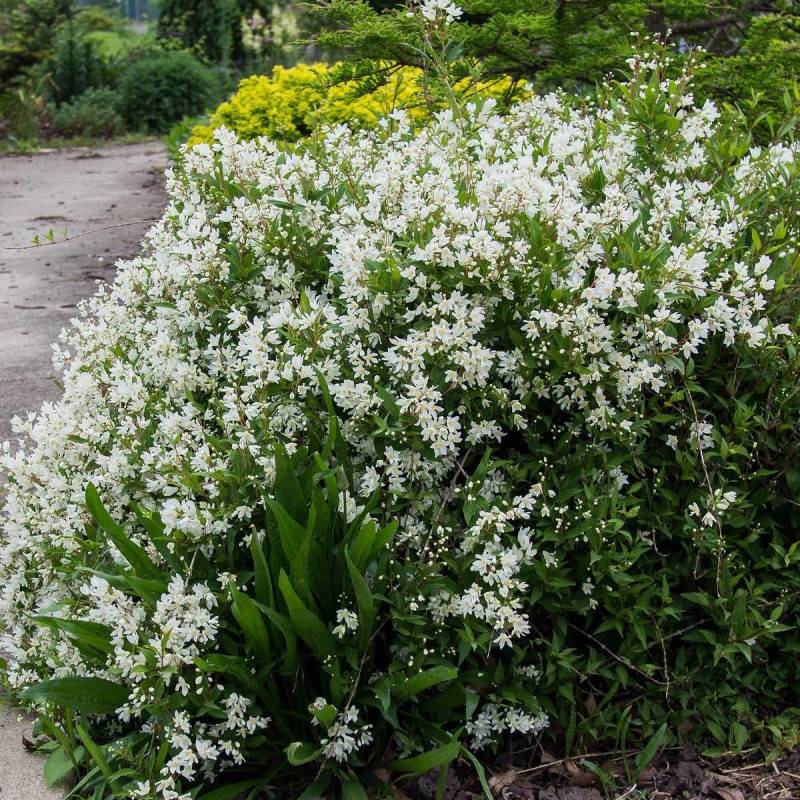 Deutzie Nikko, Deutzia à fleurs Blanche - feuillage Caduc - Pot de 1,5L - 10/20 cm- hauteur à maturité De 1,00 m à 1,50 m - Image 2