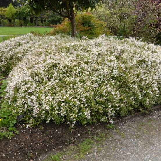 Deutzie Nikko, Deutzia à fleurs Blanche - feuillage Caduc - Pot de 1,5L - 10/20 cm- hauteur à maturité De 1,00 m à 1,50 m - Image 6
