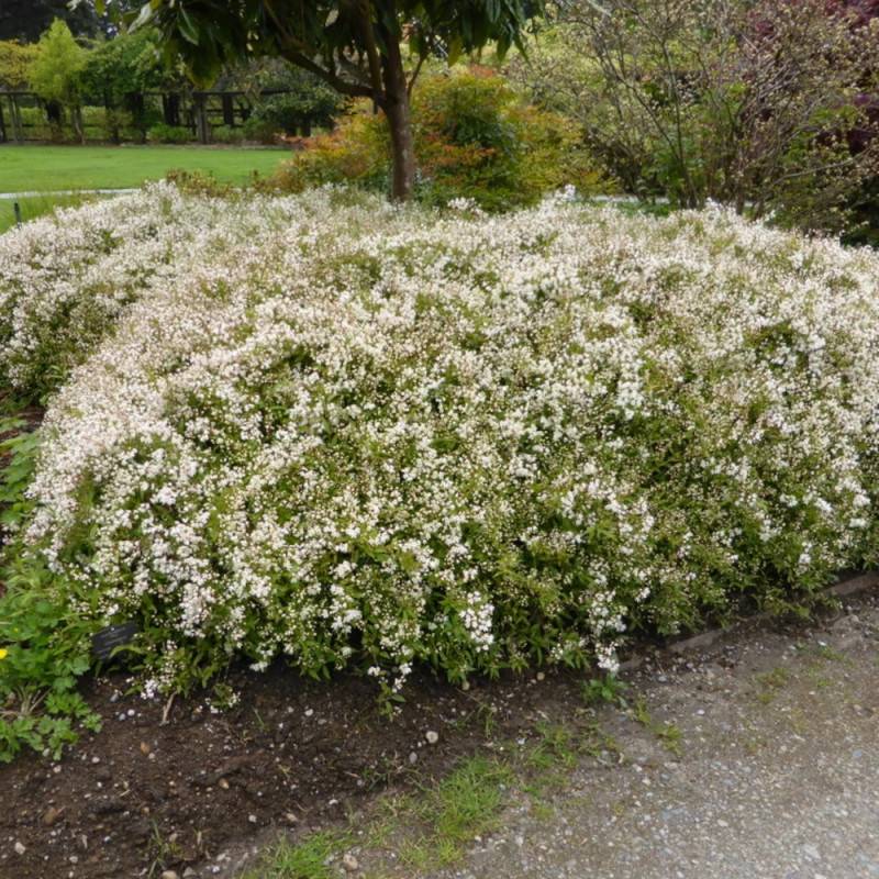 Deutzie Nikko, Deutzia à fleurs Blanche - feuillage Caduc - Pot de 1,5L - 10/20 cm-  hauteur à maturité De 1,00 m à 1,50 m - Image 6