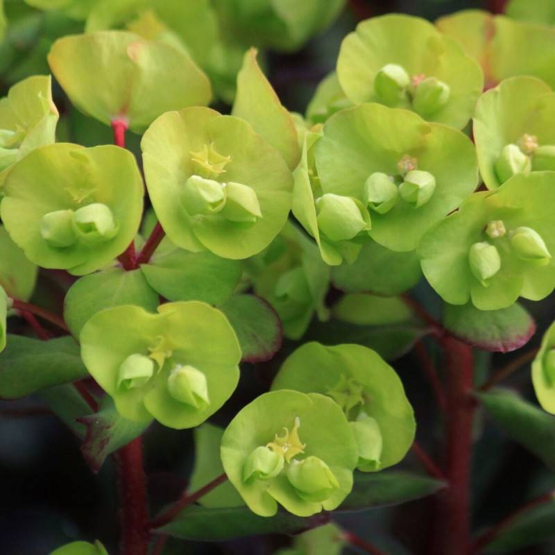 Euphorbe des bois Purpurea à fleurs Jaune - feuillage Persistant - Pot de 3L - 40/60 cm-  hauteur à maturité De 0,50 m à 1,00 m