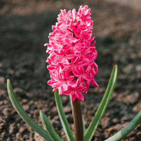 Promesse de Fleurs - Jacinthe Jan Bos Bulbe calibre 19+ (par 5)