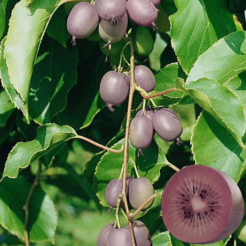 Kiwi de Sibérie Ken's Red (Femelle), Actinidia arguta, Kiwaï à fleurs Blanche - feuillage Caduc - Godet - 5/20 cm-  hauteur à maturité De 3,00 m à 5,0 - Imagen 1
