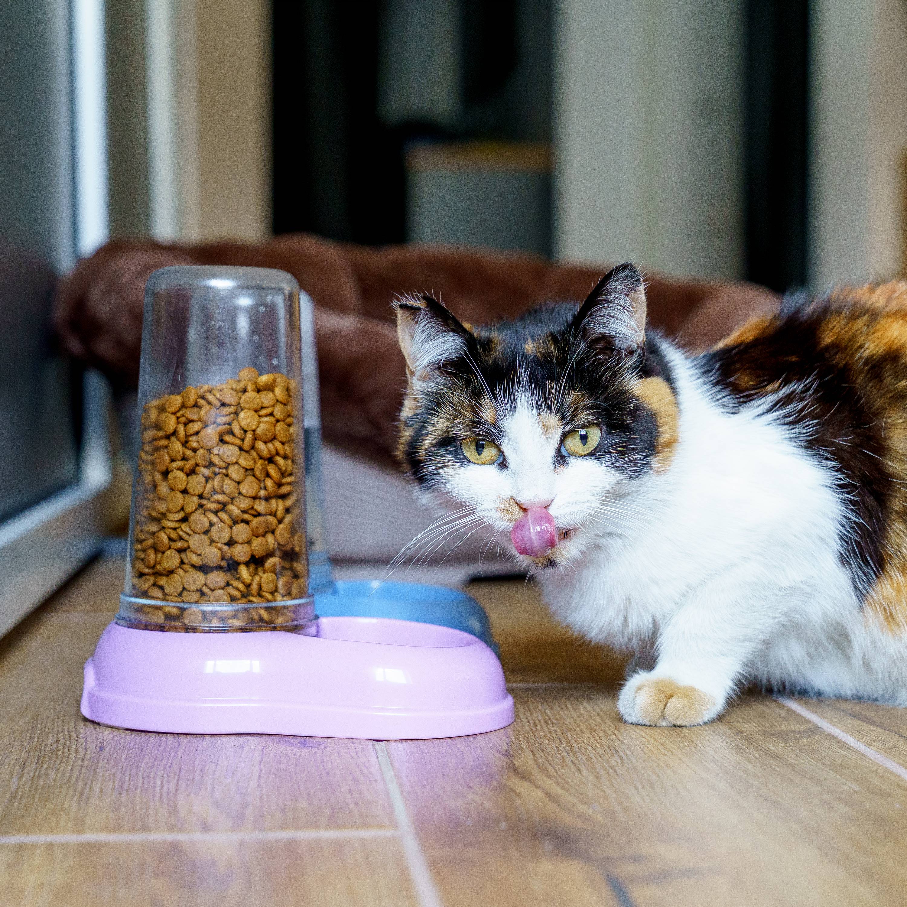 Ferplast - Ferplast Distributeur de nourriture ou d'eau pour chiens et chats AZIMUT 600, Distributeur de nourriture sèche ou eau 0,6 litre, fond antidérapant, - Imagen 4