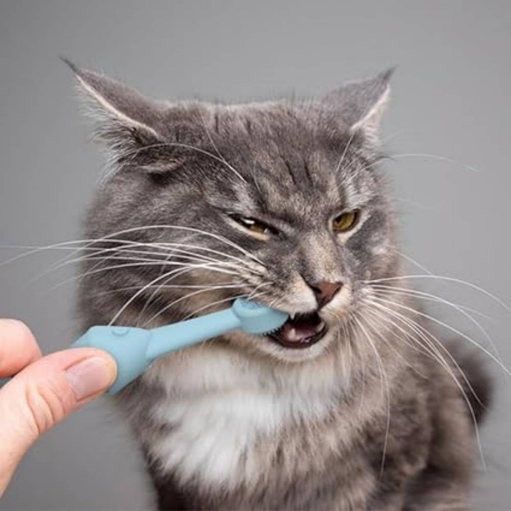 Lot De 2 Brosses À Dents En Silicone Poisson Os Bleu Pour Animaux - Image 4