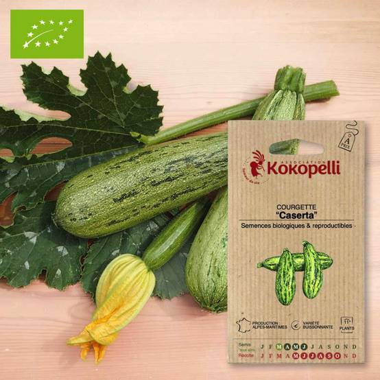 Courgette Caserta- Graines bio à semer - Image 1