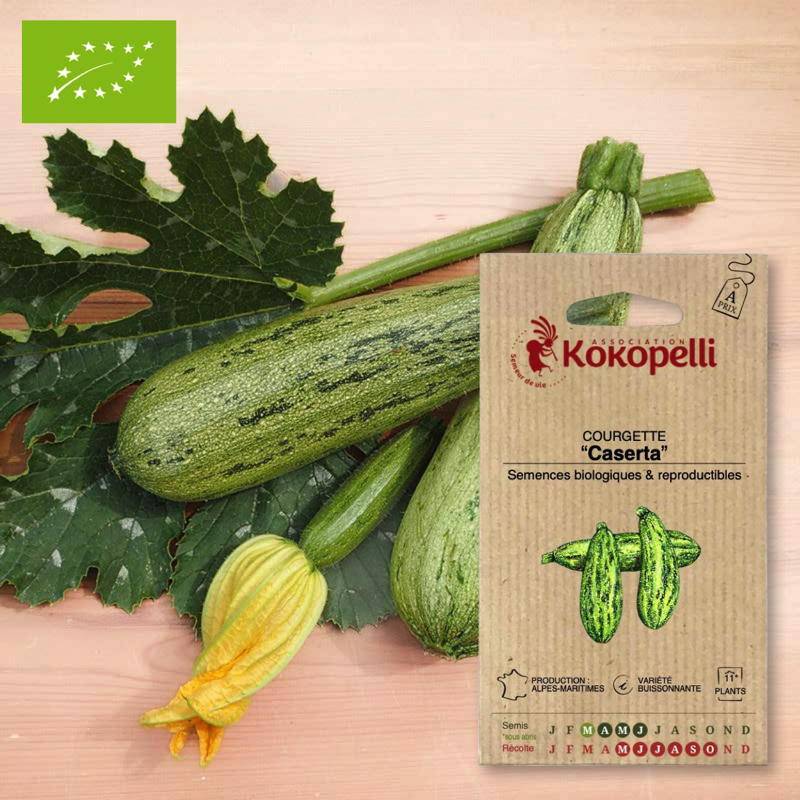 Courgette Caserta- Graines bio à semer - Imagen 1