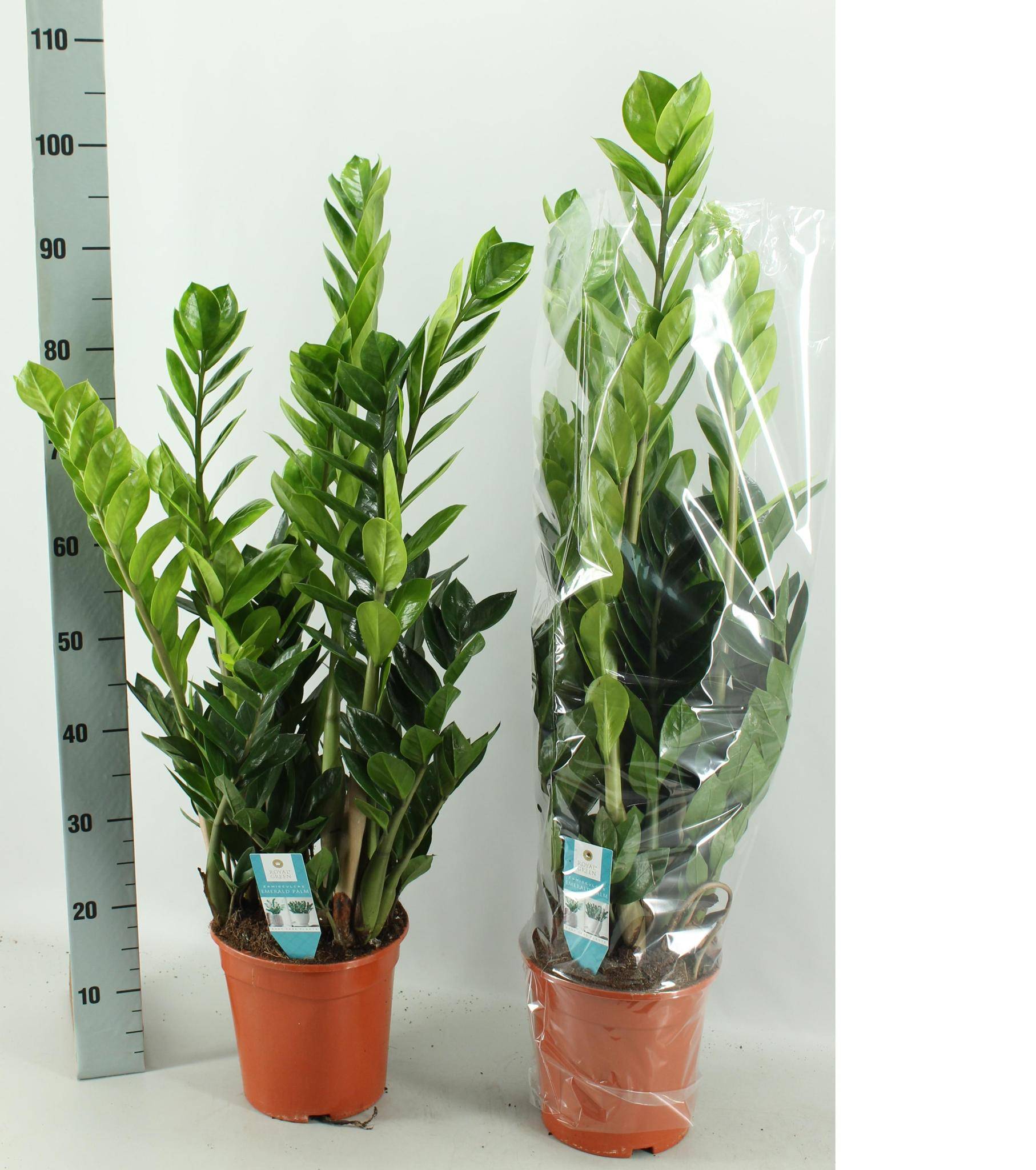 La Green Touch - Zamioculcas 21cm - D21 H75cm