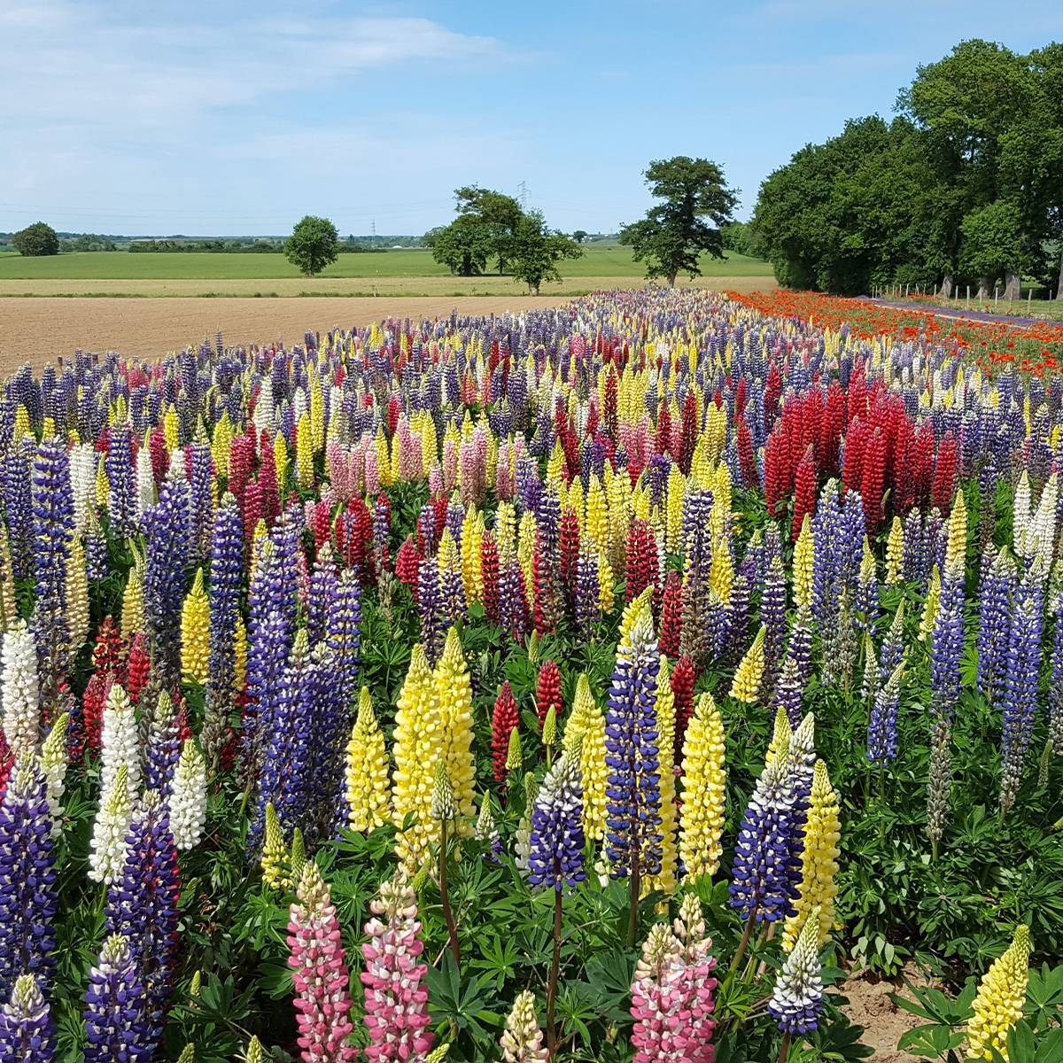 Graines de Lupin vivace Band Of Nobles Mixed - Lupinus polyphyllus le sachet de 80 graines environ (2g)