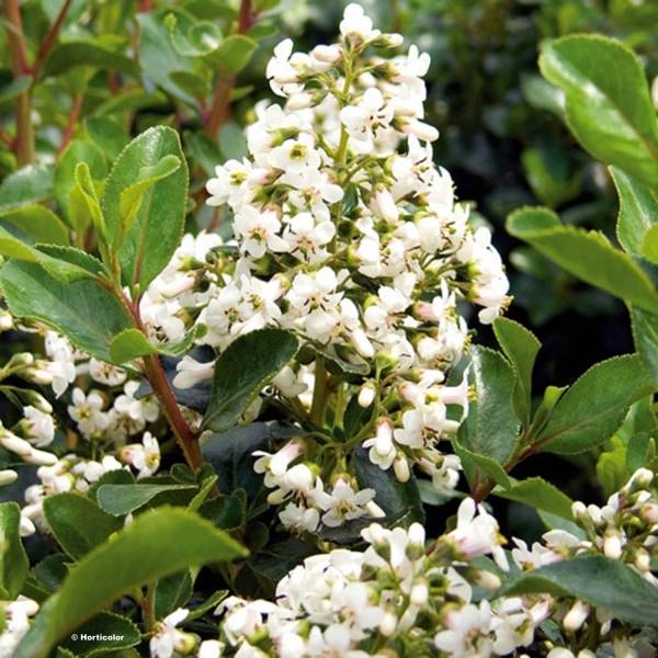 Promesse de Fleurs - Escallonia Iveyi Pot de 7,5L/10L - Image 1