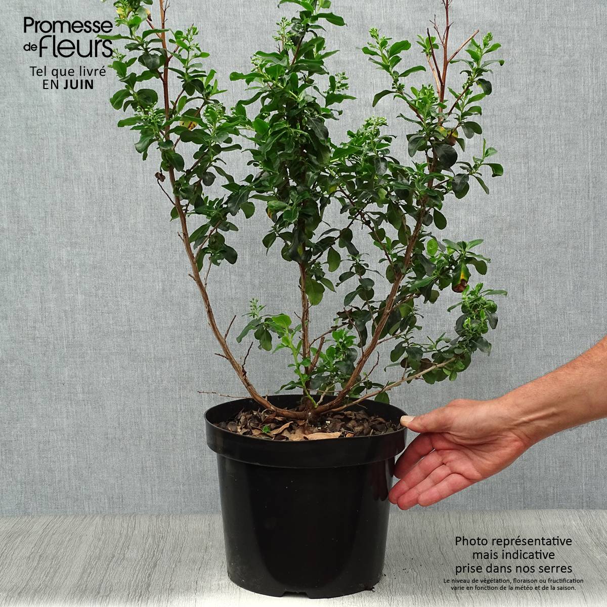 Promesse de Fleurs - Escallonia Iveyi Pot de 7,5L/10L - Image 2