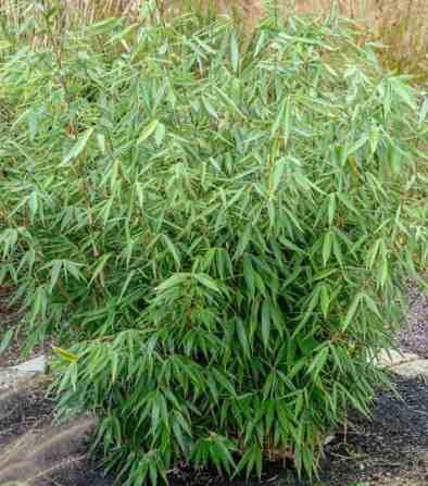 0 - Fargesia Robusta "Campbell" (Bambou non traçant) Pot 15 Litres - 150/200cm - 6/10 cannes