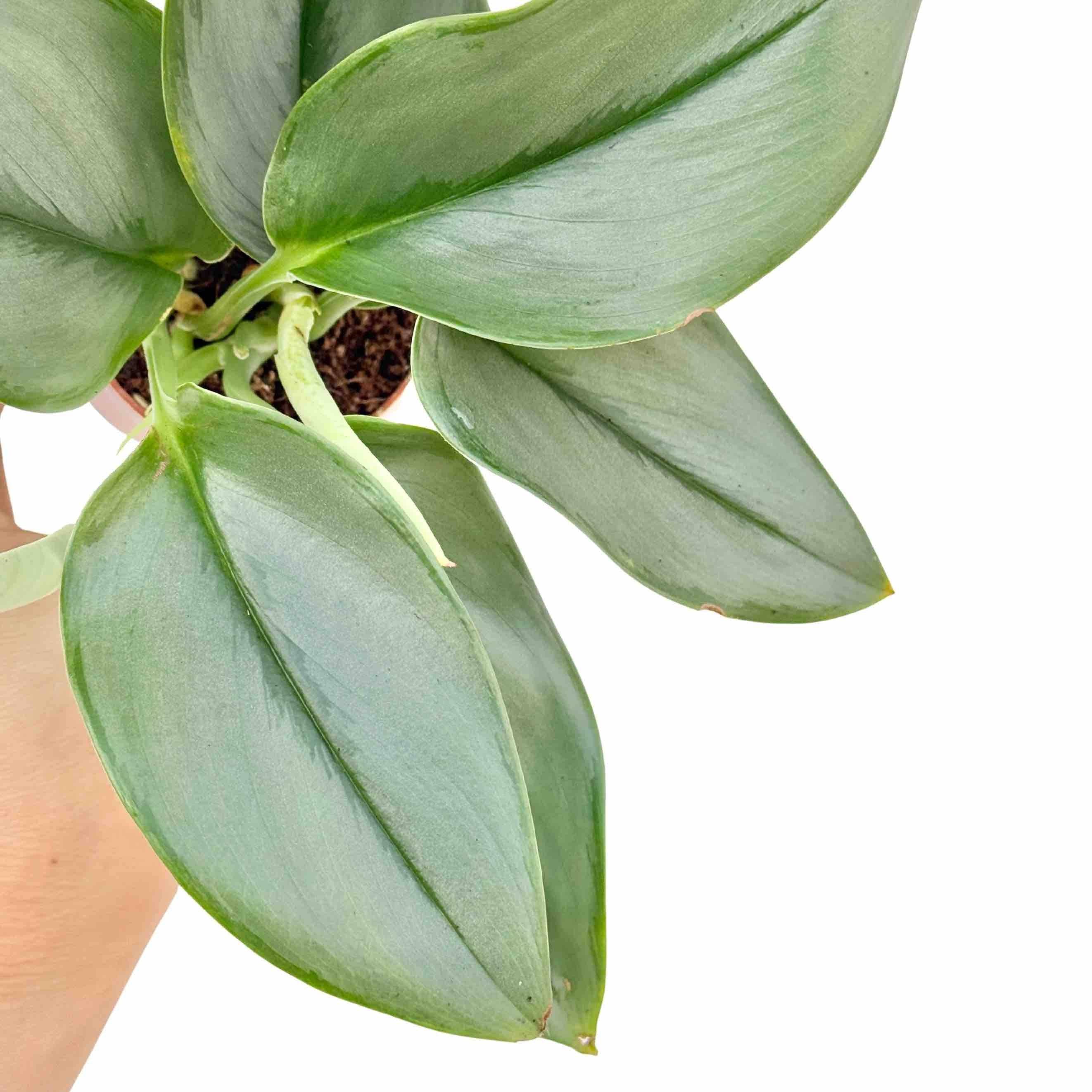 Scindapsus Moonlight - Pot de 12cm - Plantes d'intérieur - Image 2