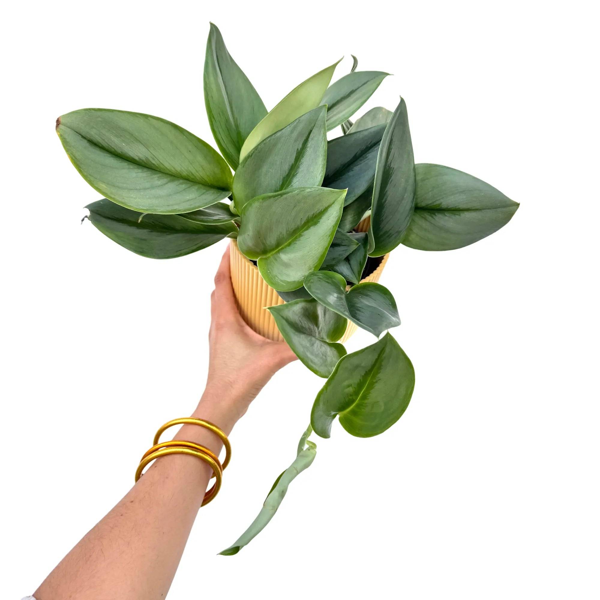 Scindapsus Moonlight - Pot de 12cm - Plantes d'intérieur - Image 1