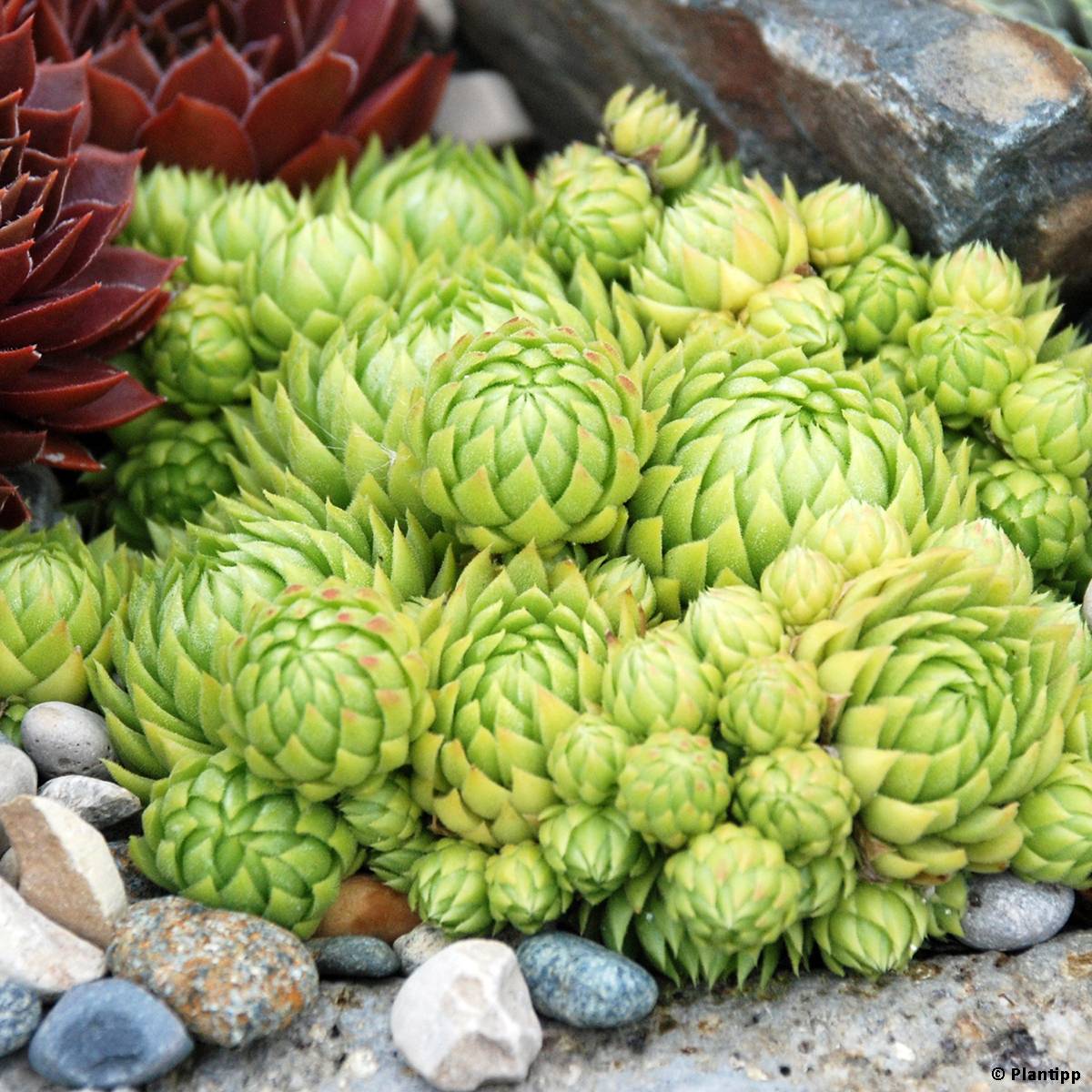 Sempervivum Chick Charms Key Lime Kiss - Joubarbe Pot de 10 cm/11cm