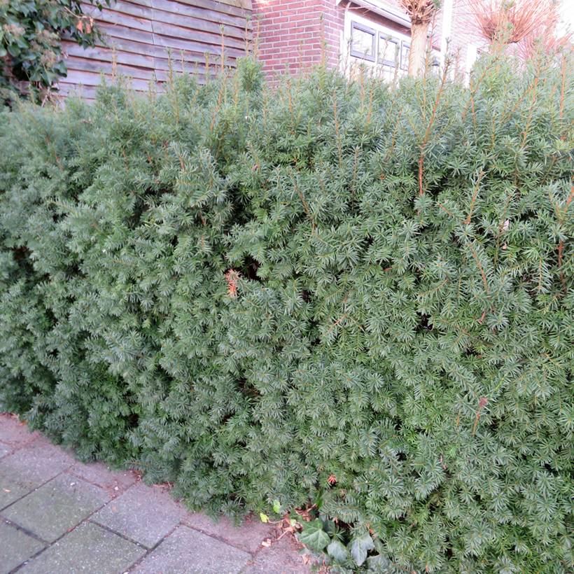Taxus x media Groenland - If hybride Godet de 8/9 cm - Image 1