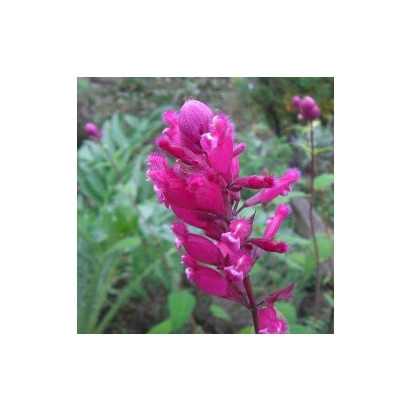 Sauge involucre Bethellii à fleurs Rose/Bleue - feuillage Caduc - Godet - 5/20 cm - Imagen 5