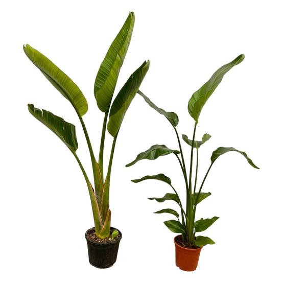 Strelitzia Nicolai + Strelitzia Augusta - 100 cm - Ø17-21 100cm - Plante d'intérieur- La Green Touch - Image 1