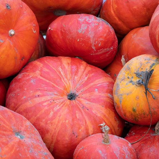 Potiron rouge vif d'Etampes - Cucurbita maxima le sachet de 20 graines environ (7g)