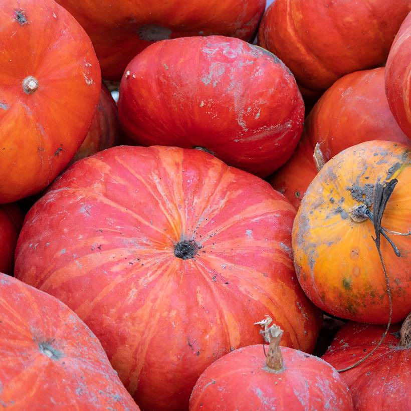 Potiron rouge vif d'Etampes - Cucurbita maxima le sachet de 20 graines environ (7g)